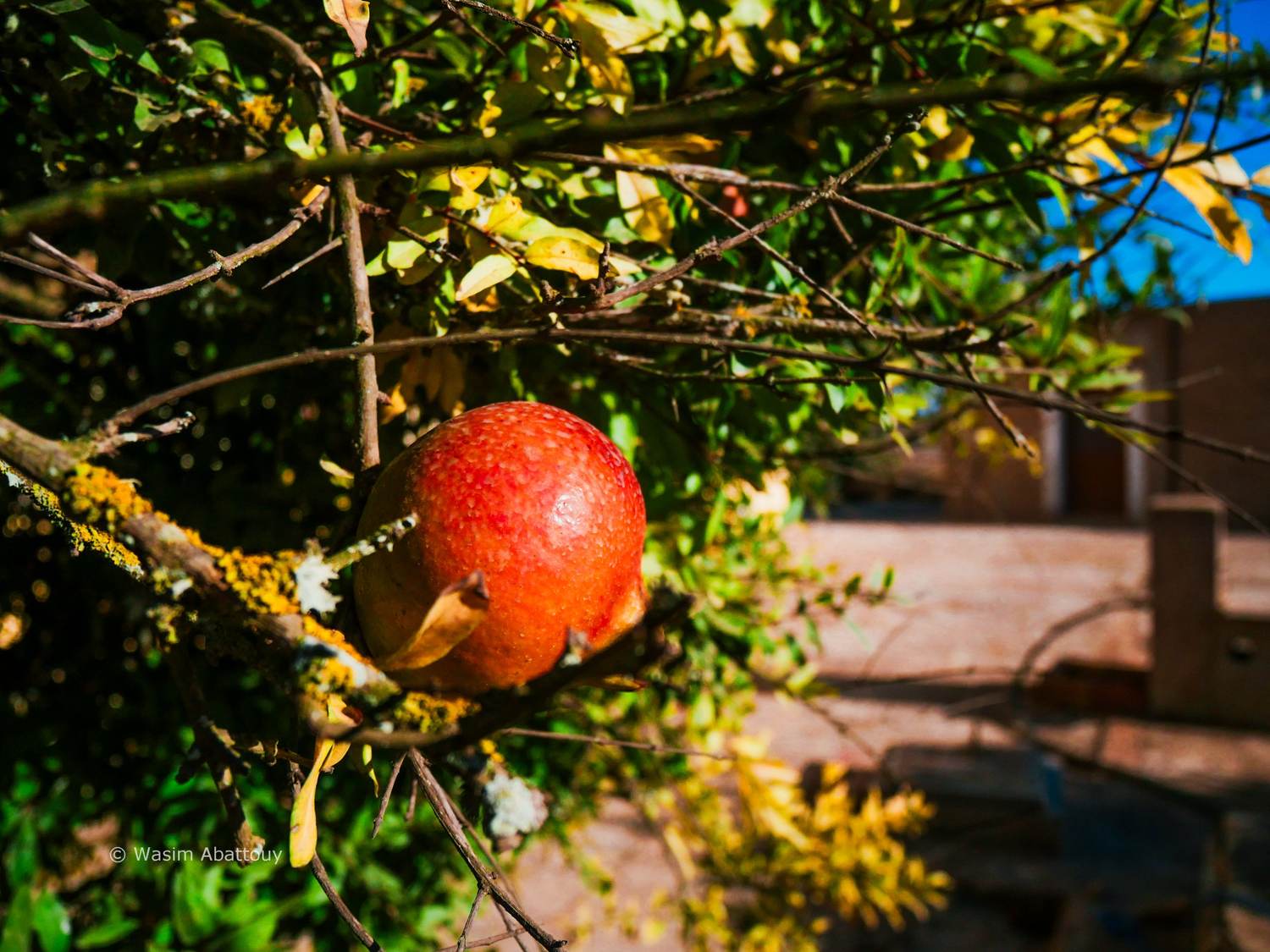 A ripe pomegranate on a branch covered in yellow lichen