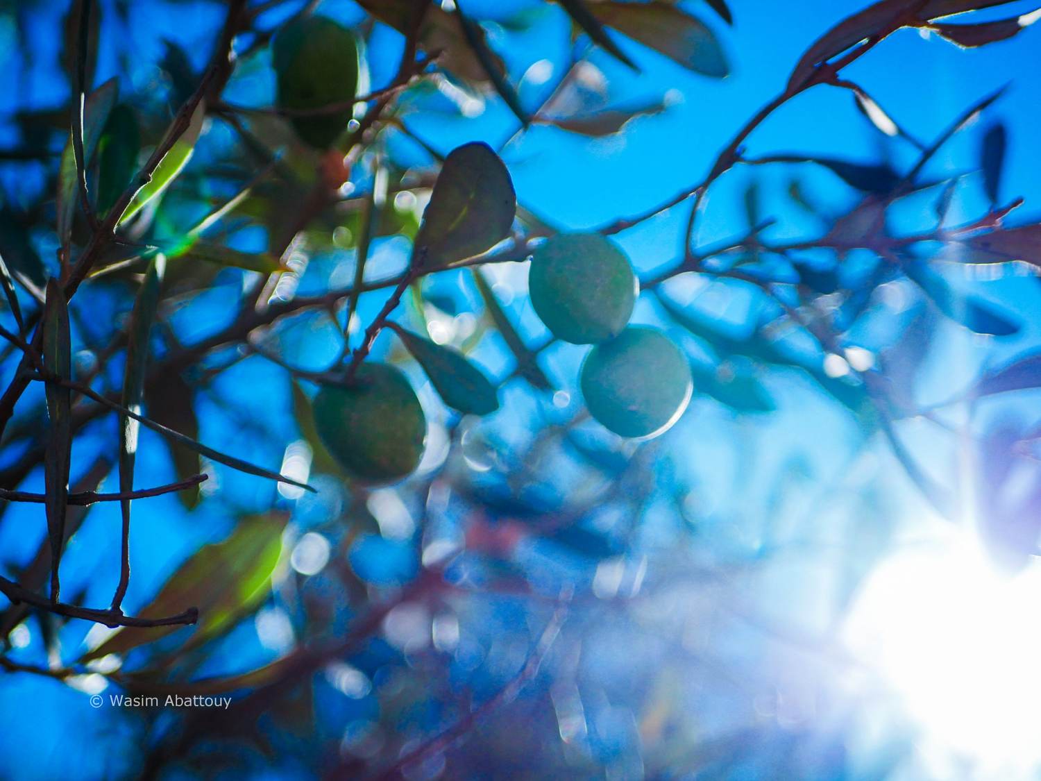 Green olives on a branch, backlit by the sun against a deep blue sky