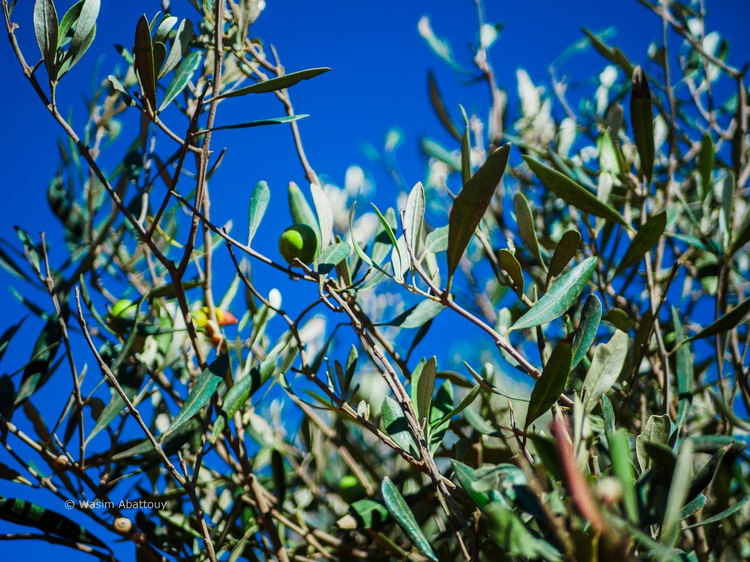 Olive branches with leaves and a green olive against a deep blue sky